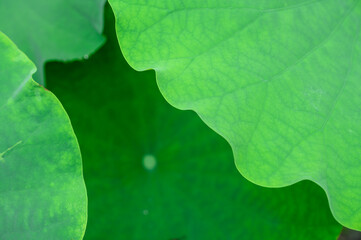 close up of green leaf