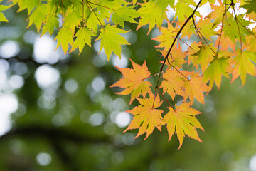 bright shiny autumnal maple leaves, blurry background with flares