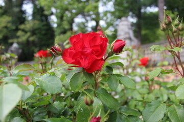 Bright inflorescences of Bush roses. Bush roses of different shades of scarlet. Garden roses. Lush inflorescences of beautiful flowers
