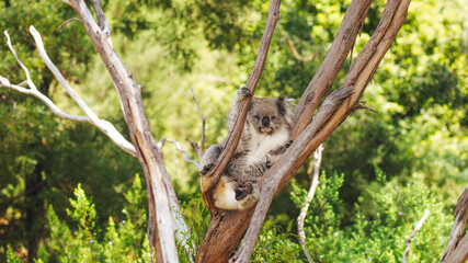 koala in the tree