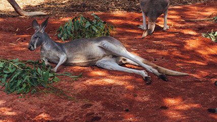 kangaroo in australia