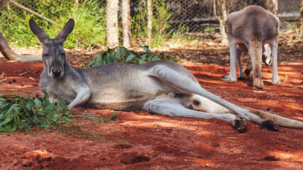 kangaroo in the zoo
