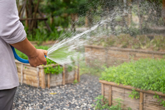 Woman farmer watering organic vegetable in garden.