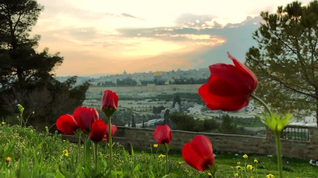 Sunset view from the Mount of Olives with calanit - red anemone flowers, national flower of Israel, with the Old City of Jerusalem and Temple Mount with Dome of the Rock in the background