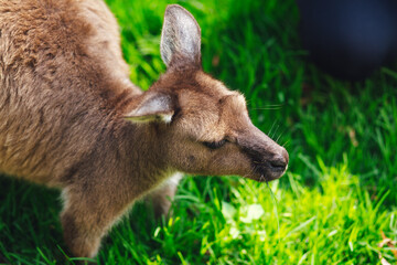 kangaroo in the park