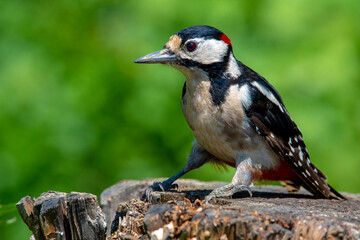 Woodpecker  Dendrocopos major on an old wooden stump in the forest.