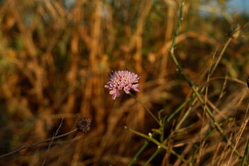 Flor rosa silvestre en el campo