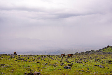ase camp at  Ararat Mountain, approximate elevation  of 3300 meters with green pasture and rocks ...