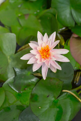 Fototapeta premium Blooming water lily and green round leaves in water，Nymphaea L.