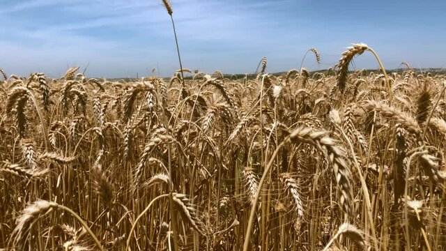 Close up of barley, moving up to see large agricultural barley field - Ayalon Valley, Israel at Jewish Shavuot harvest time