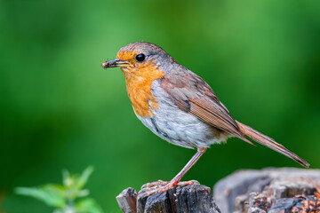 Robin bird (Erithacus rubecula) caught  insects  on an old wooden stump in the forest