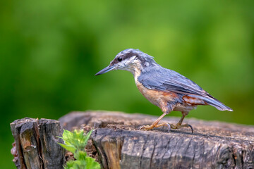 European Nuthatch (Sitta europaea) on an old wooden stump in the forest.
