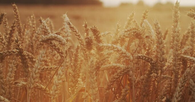 Ripe spikelets of wheat in a field at sunset.  The Wind Flutters the Ears of Wheat at Sunset. Backdrop of Ripening Ears of Yellow Wheat Field on the Sunset Cloudy Blue Sky Background.