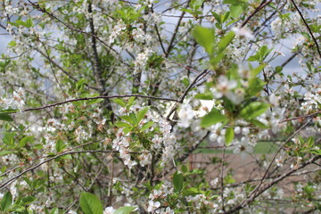 Macro photography of a branch of a flowering Apple tree in spring. Garden fruit trees are in bloom