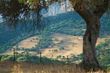 Paisaje de verano