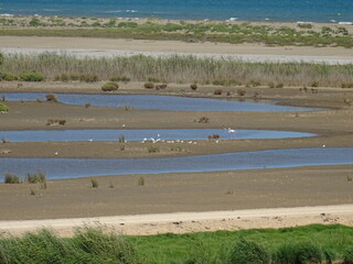 paisajes del delta del ebro con caballos y libélulas