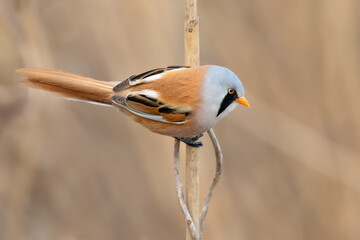 Spring morning on the reed, Bearded Parrotbill 