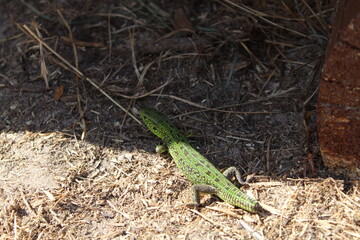 A beautiful green lizard sits and basks in the sun. A lizard crouched in the grass