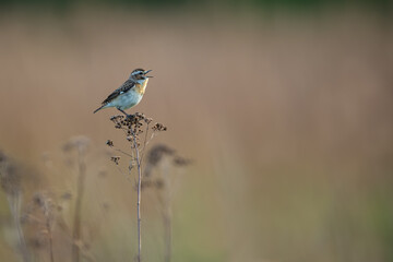 A male sitting on a reed and waiting for a female, Whinchat