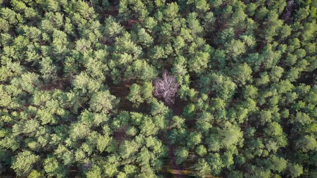 Single dried tree among green trees seen from a drone in Masovian Landscape Park, Poland