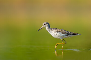 Looking for food in the water, Common Greenshank