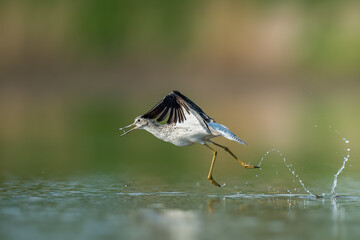 Flying over the water in the spring time, Common Greenshank