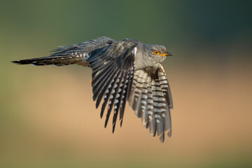Flirty spring flights in the meadows, Common Cuckoo