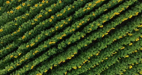 Aerial view to blooming sunflower field at sunset - Powered by Adobe