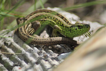 A beautiful green lizard sits and basks in the sun. A lizard crouched in the grass