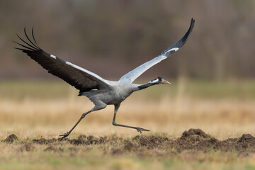 Spring flights over the bow of a large bird, Common Crane