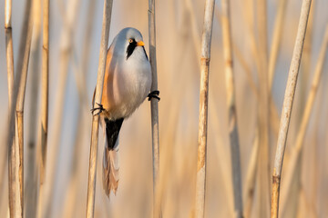 Spring morning on the reed, Bearded Parrotbill 