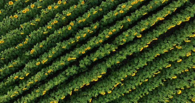 Aerial view to blooming sunflower field at sunset
