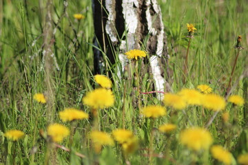 Bright yellow dandelions on the background of birch. A field of flowers. Summer plants
