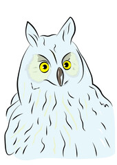 a illustration of a owl