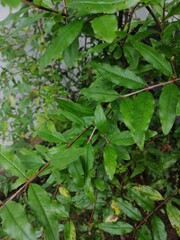 green leaves background