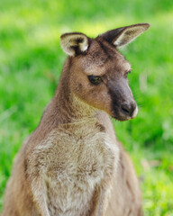 portrait of a young kangaroo in the grass