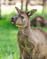 Naklejka na ściany i meble portrait of a young kangaroo in the grass