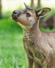 portrait of a young kangaroo in the grass