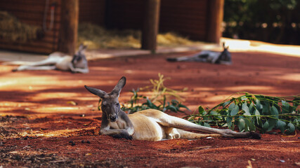 kangaroo in the zoo