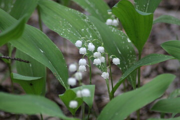 White lilies of the valley in the forest. Spring flowers