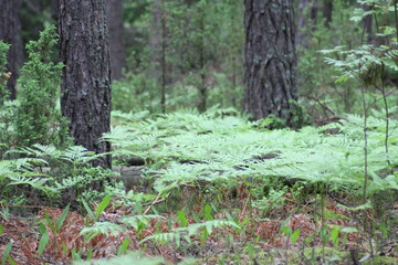 Beautiful dense pine forest. Ferns in the forest. Tangle