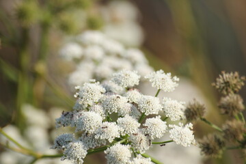 flores del delta del ebro