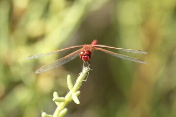 libélulas del delta del ebro