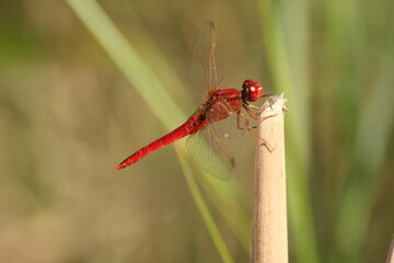libélulas del delta del ebro