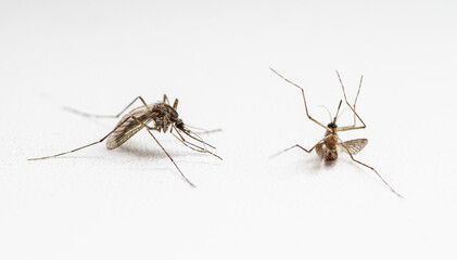 Two mosquitoes partying hard