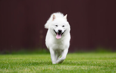 hokkaido dog running