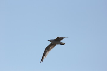 gaviota y morito común volando en el dela del ebro