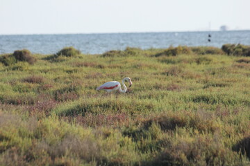 flamencos en humedal en el delta del ebro
