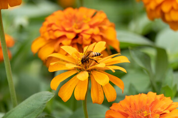 Picture of Close up yellow flower