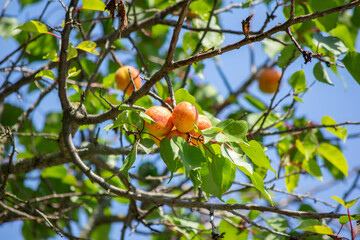 Ripe apricot on a branch of an apricot tree against a blue sky